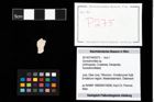 Foto (Objekt + Etikett) von Goniodromites sp.  (NHMW-GEO-2014-0194-0275)